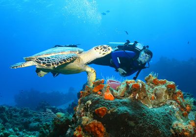 Hawksbill Turtle and Diver